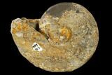 Fossil Ammonite (Arctoceras) - Idaho #117200-1